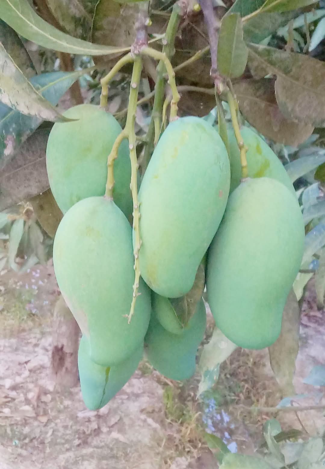 হিমসাগর আম