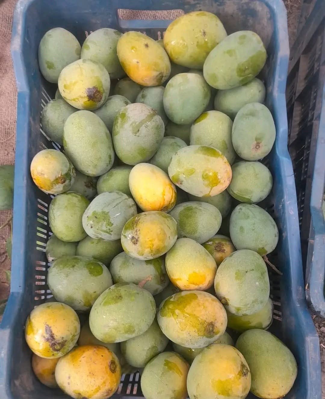 রাজশাহীর ফ্রেশ গোপালভোগ আম