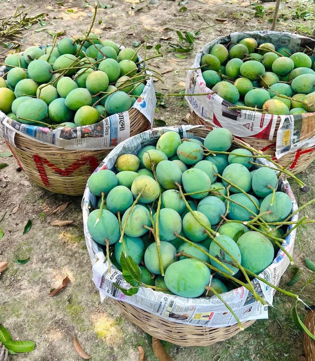 রাজশাহীর ফ্রেশ গোপালভোগ আম