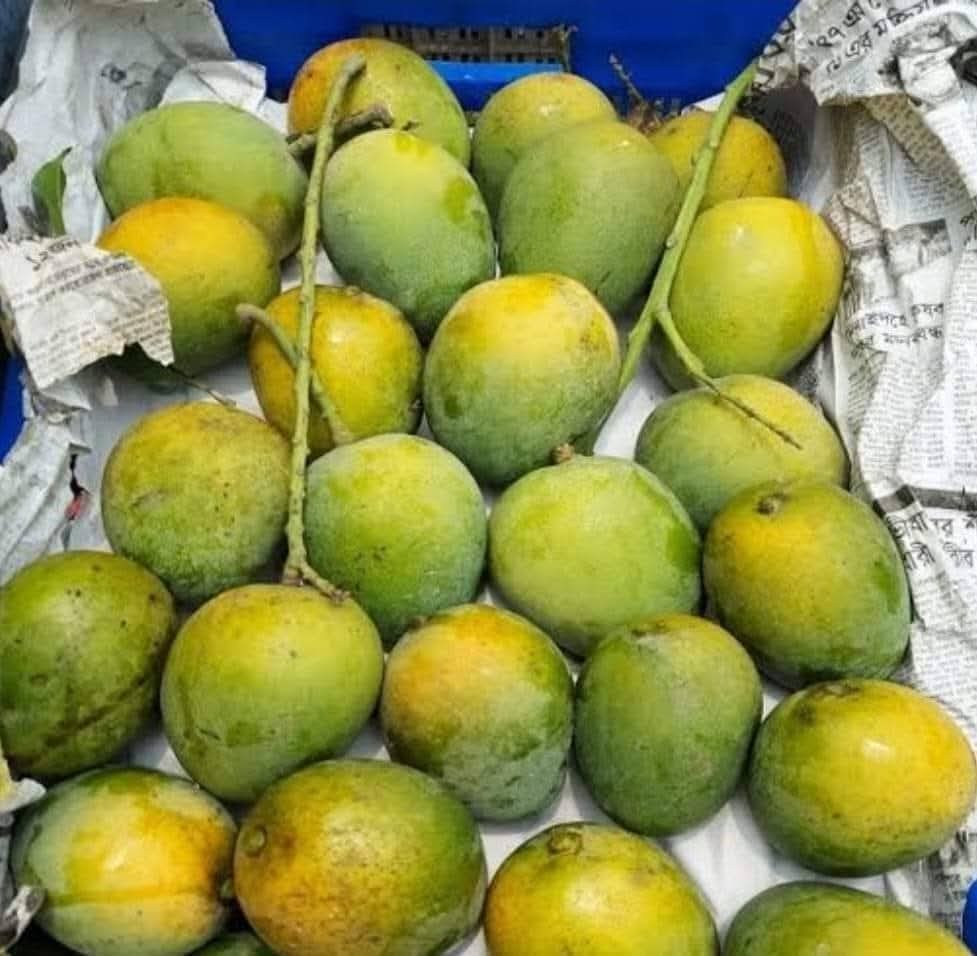 রাজশাহীর ফ্রেশ গোপালভোগ আম