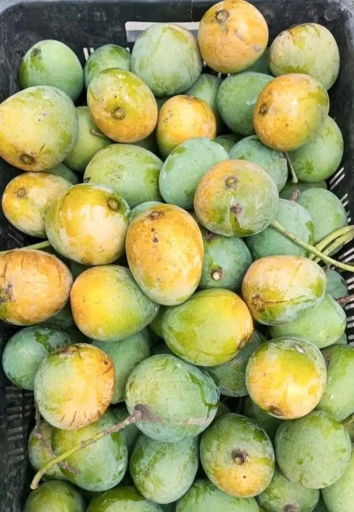 হিমসাগর আম (সকল খরচ সহ)