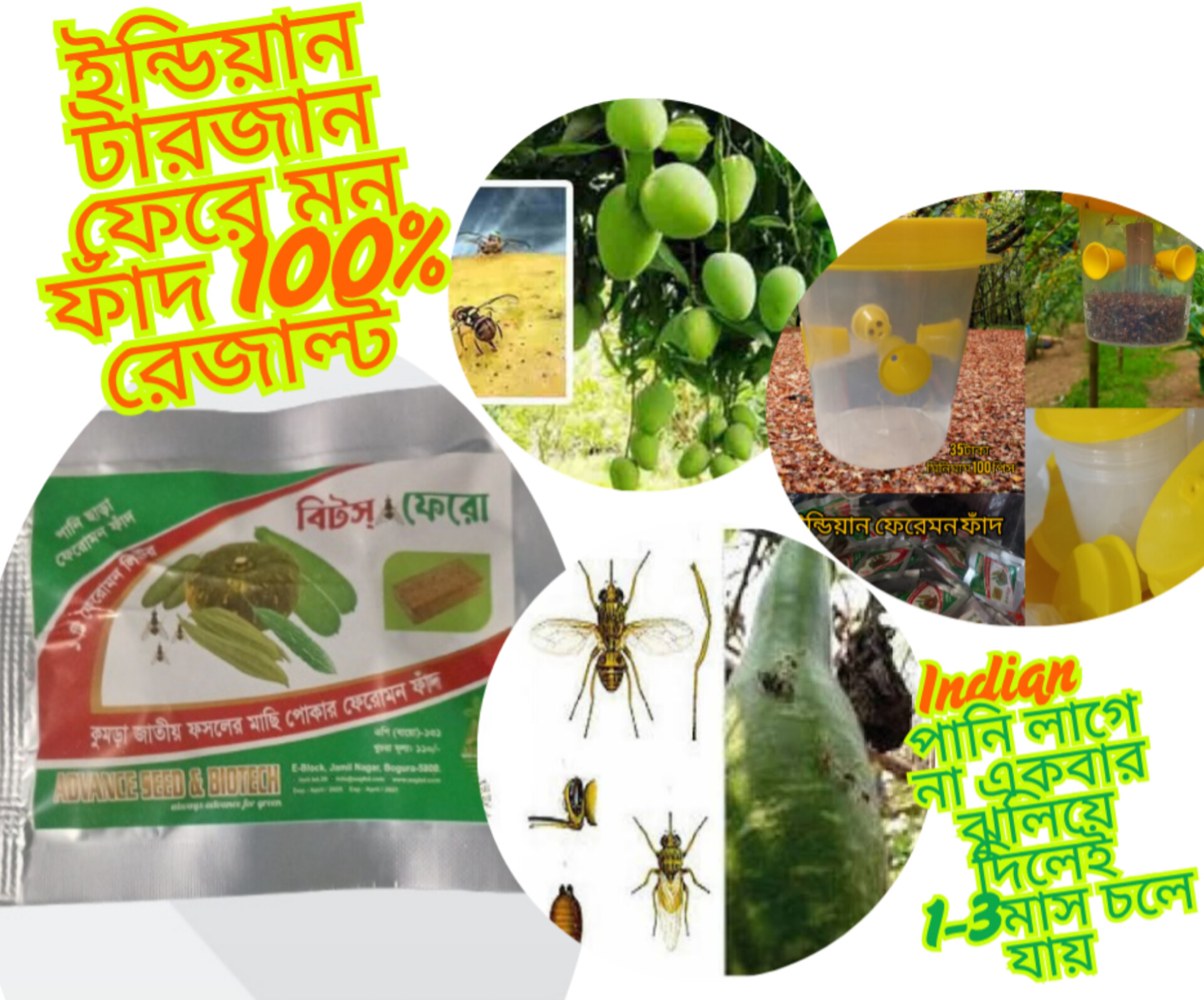 ইন্ডিয়ান ফেরে মন ফাঁদ ( বিটস ফেরো ) 1 সেট বক্স+ লিওর