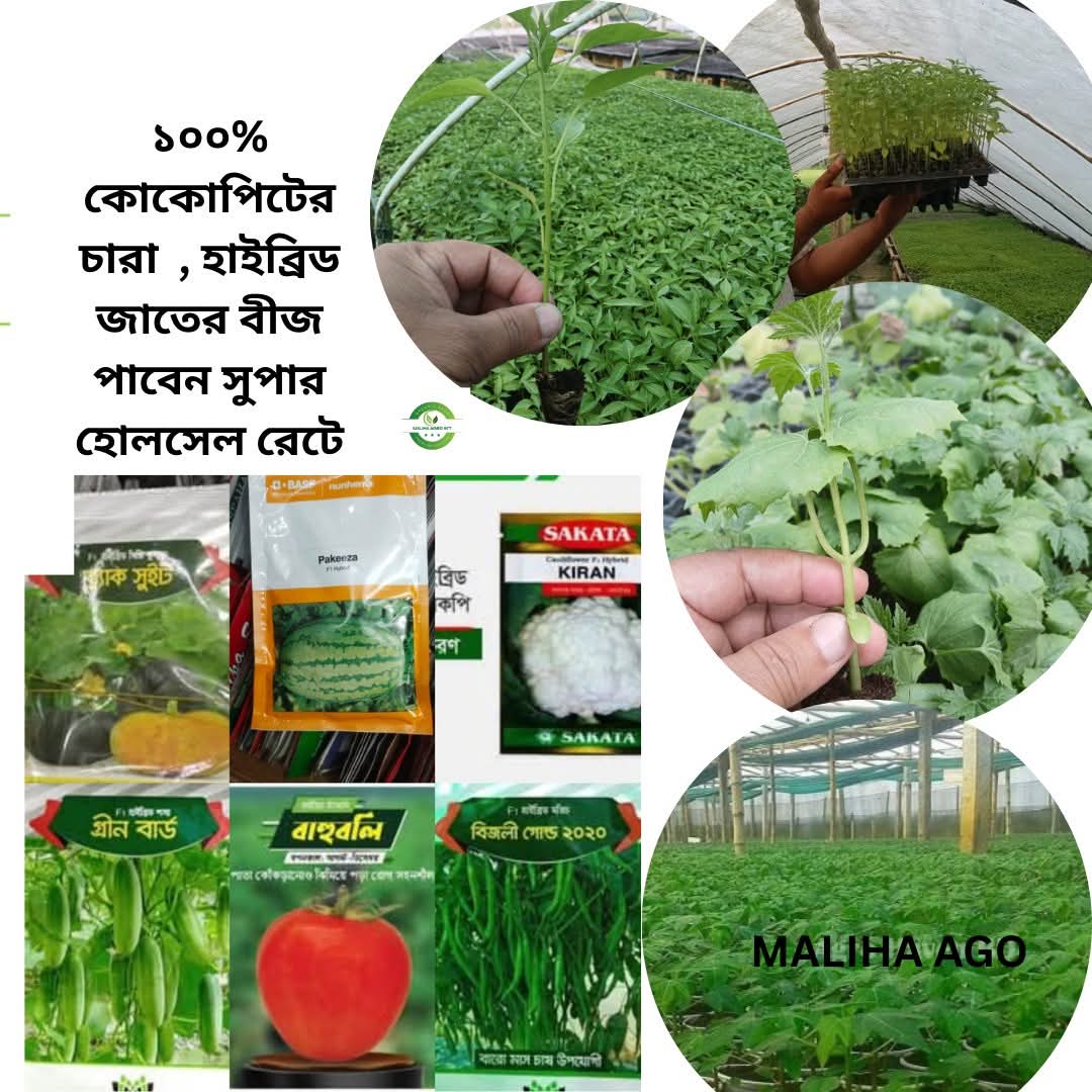 হাইব্রিড জাতের চারা