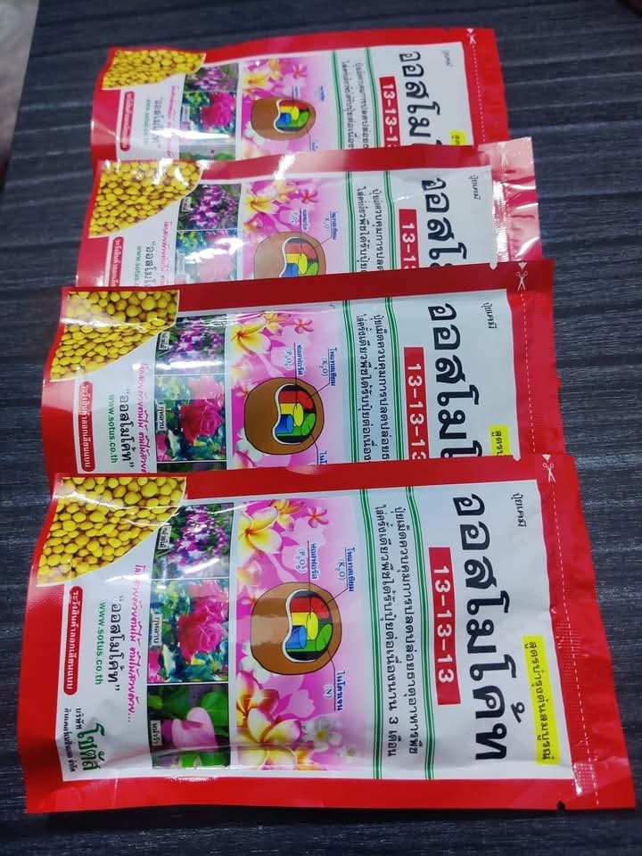 অসমোকড থাইল্যান্ডের এর