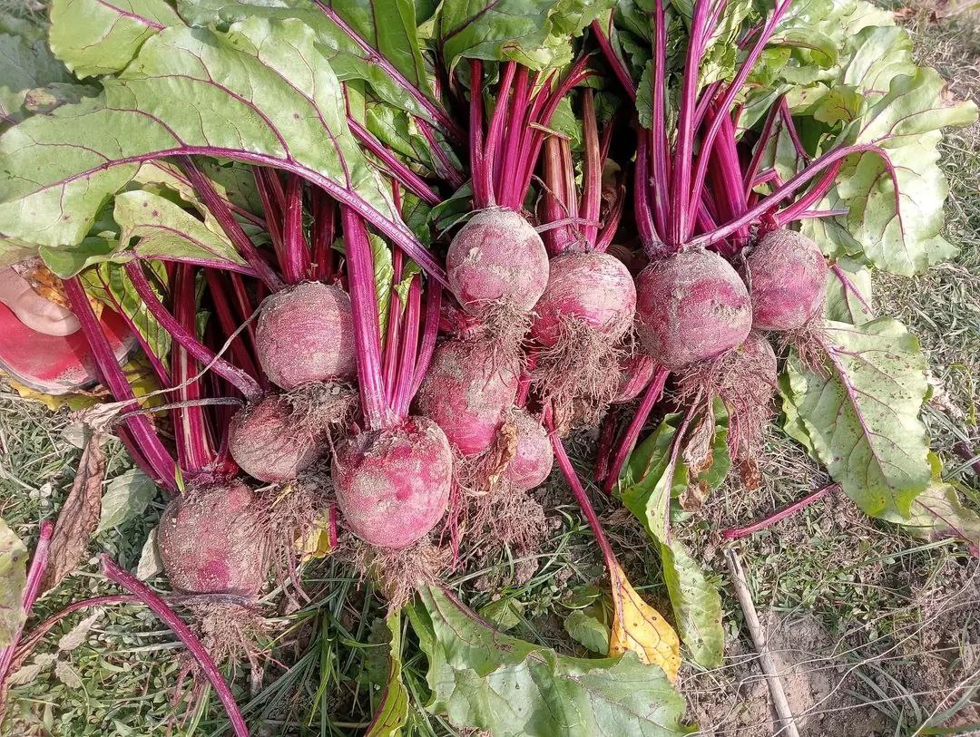 বিটরুট পাউডার 1 kg