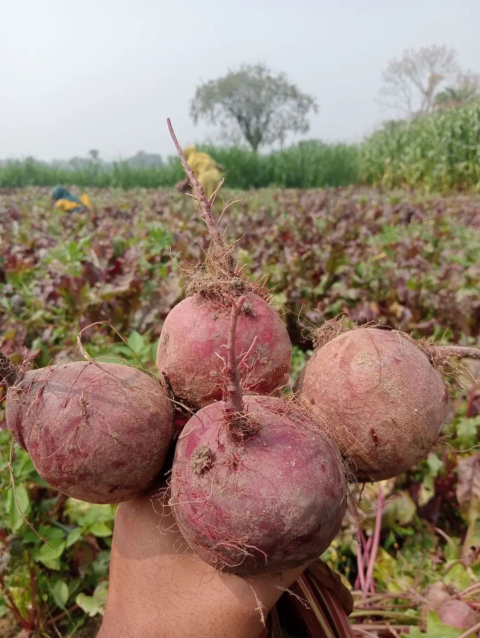 বিটরুট পাউডার 1 kg
