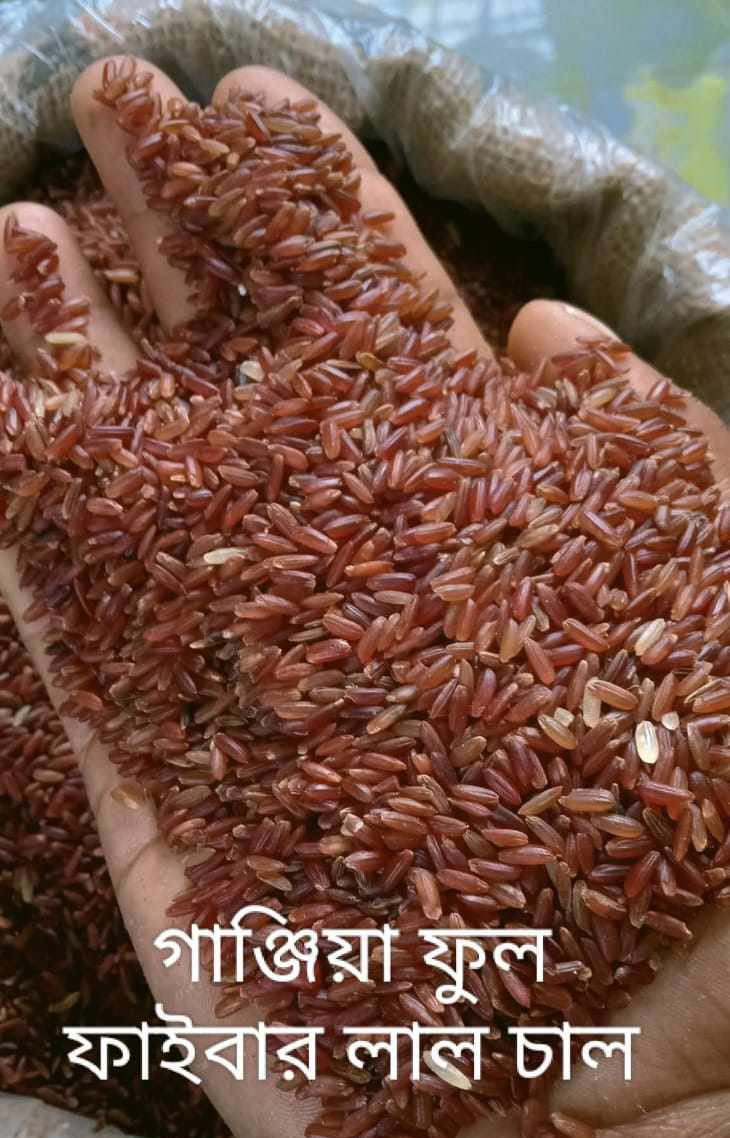 গাঞ্জিয়া লাল চাল ফুল ফাইবার