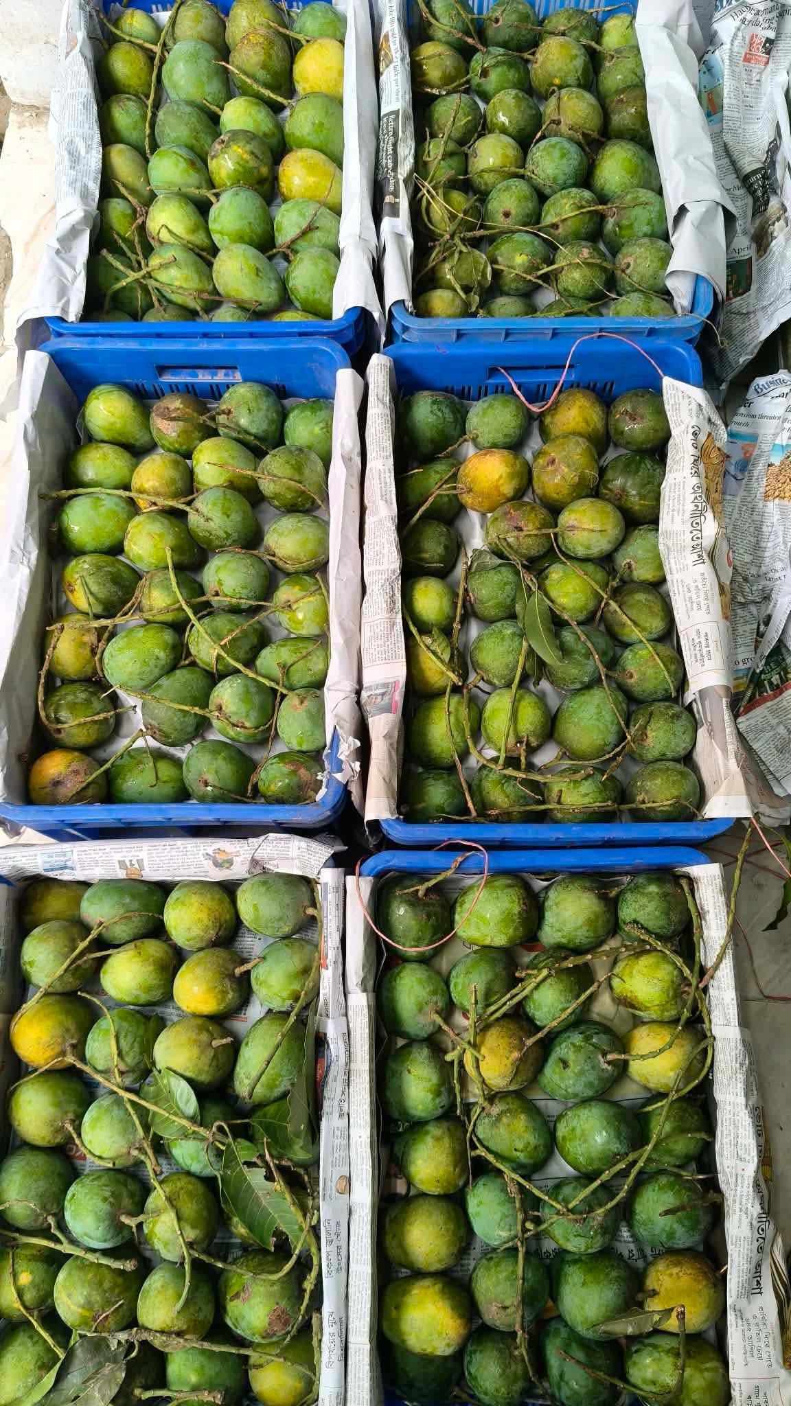প্রিমিয়াম হিমসাগর আম