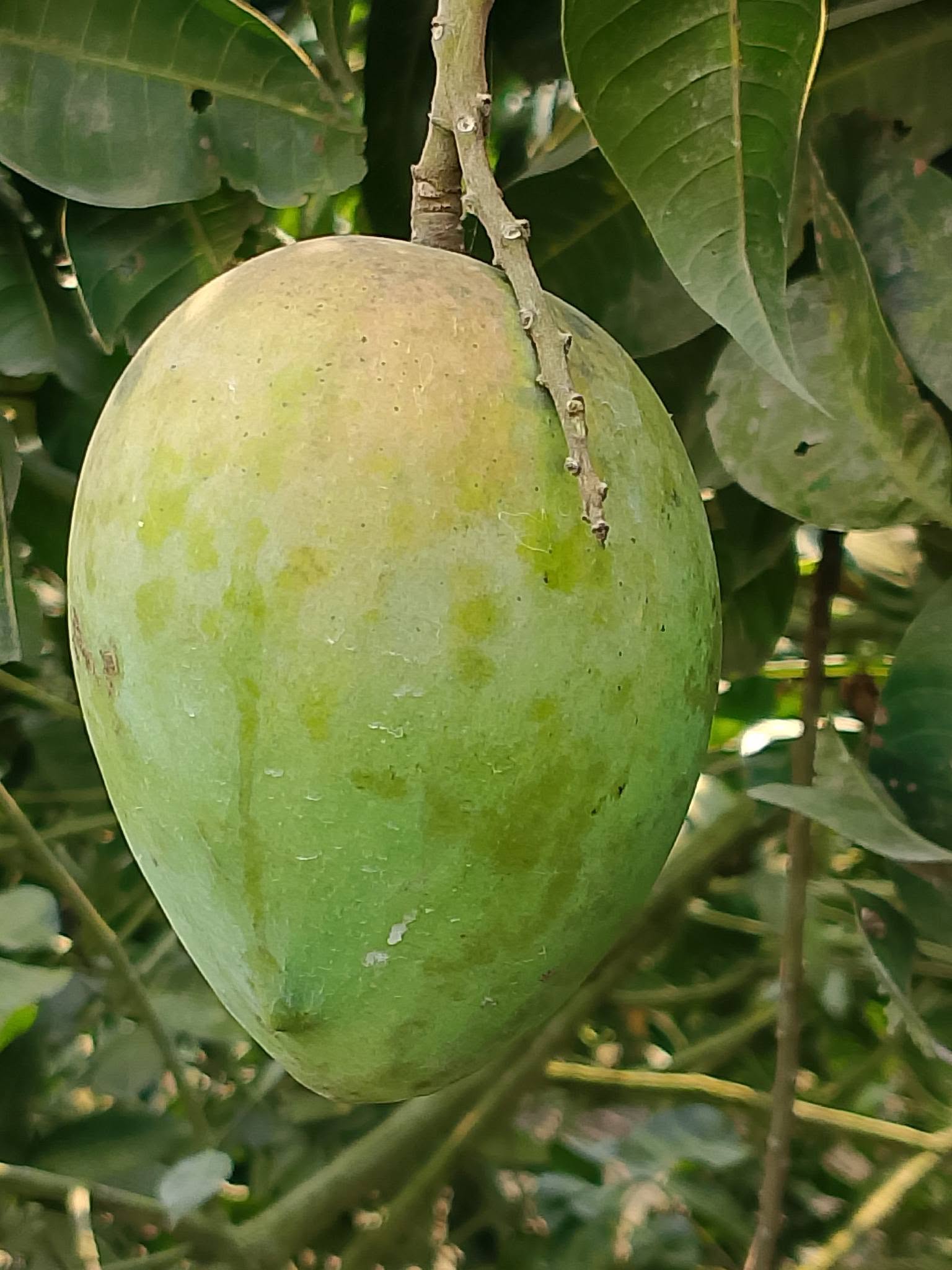 প্রিমিয়াম হিমসাগর আম