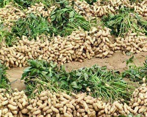 ফ্রেশ দেশি কাঁচা বাদাম | Premium Raw Peanuts | উচ্চমানের কৃষকের সরাসরি সংগ্রহ