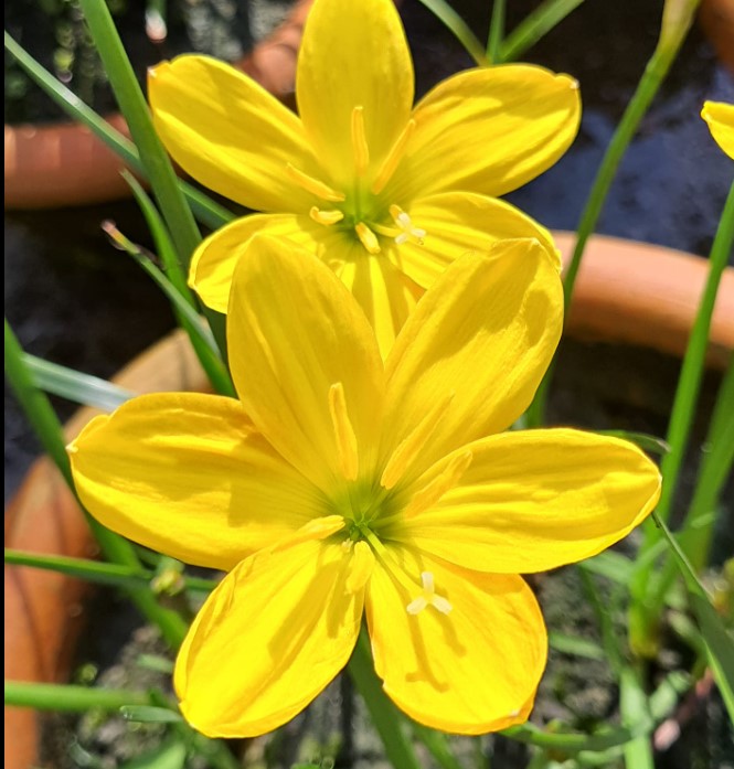 Six Colors Rain Lily Bulb (6 Piece) For Garden