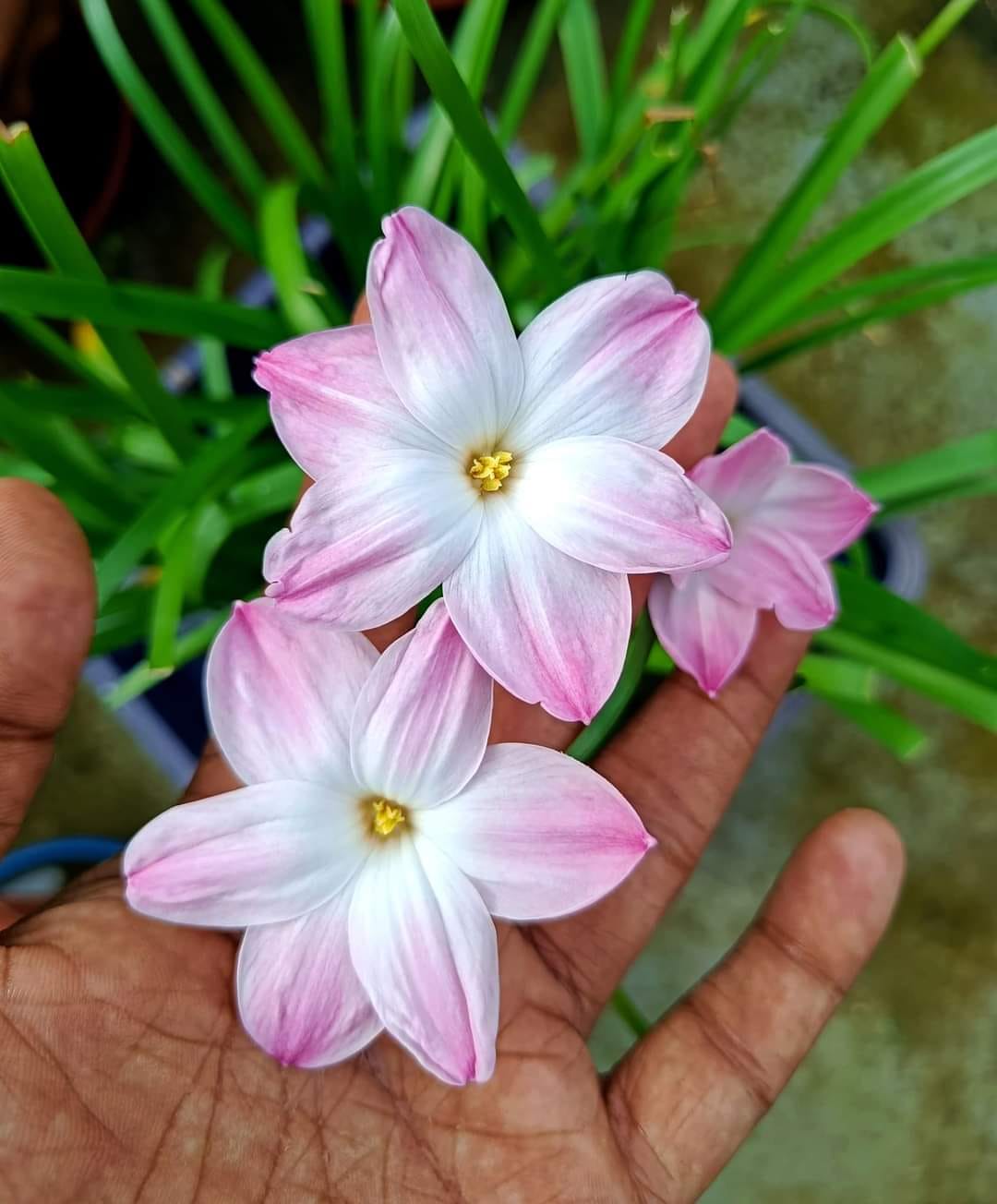 Six Colors Rain Lily Bulb (6 Piece) For Garden