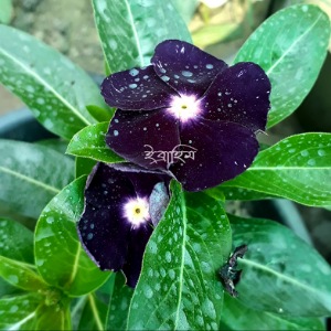 Hybrid Rare Vinca Flower Seed 80 Pieces