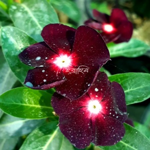 Hybrid Rare Vinca Flower Seed 80 Pieces