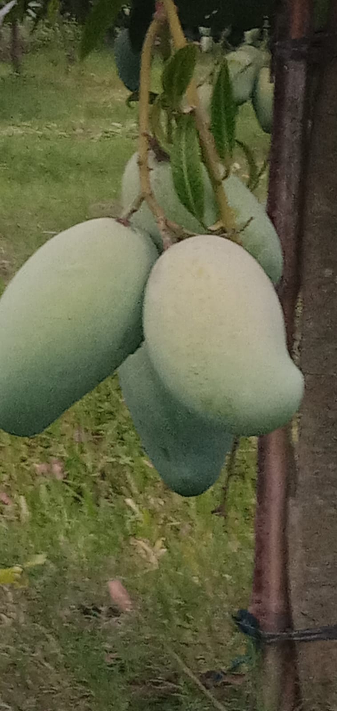 আম্রপালি আম
