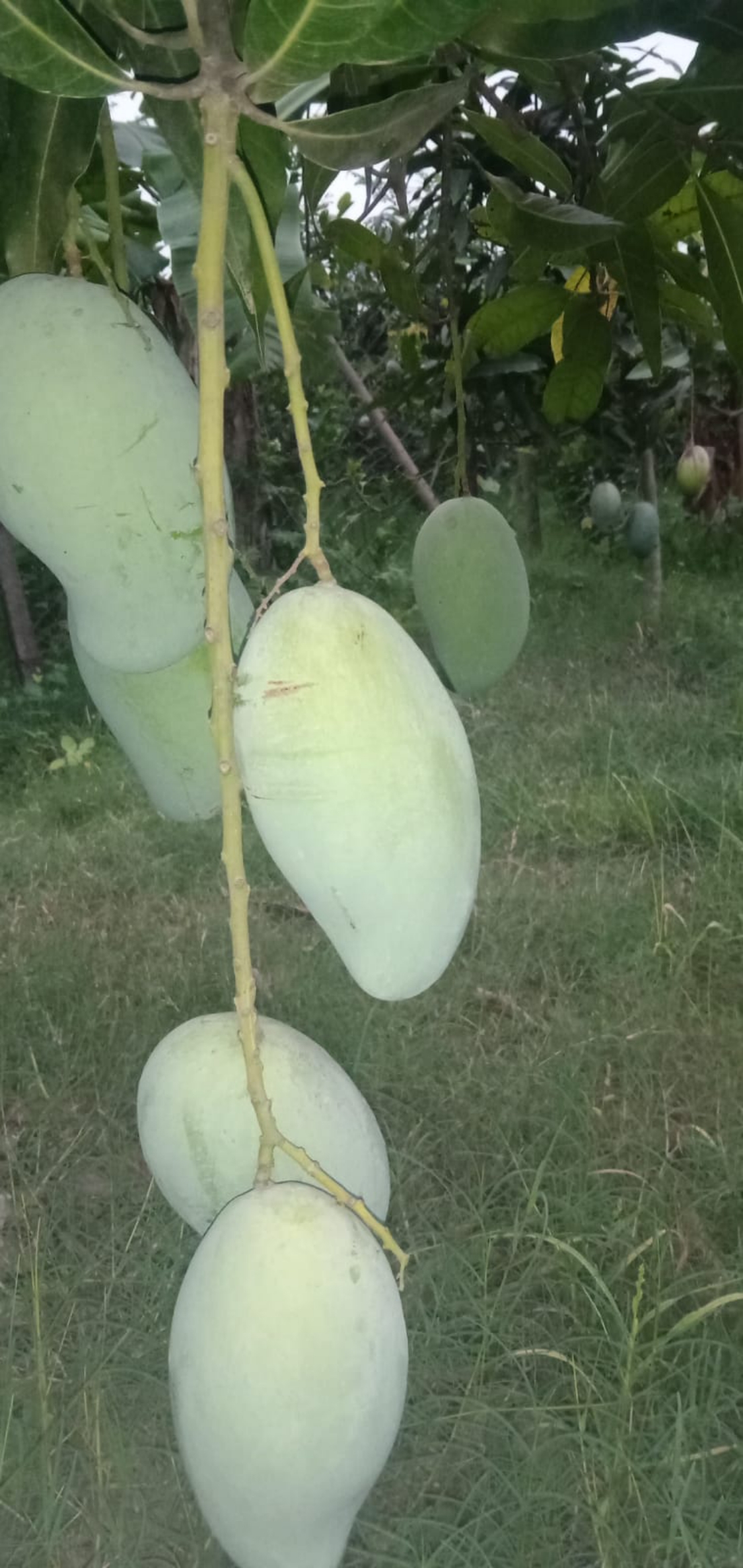 আম্রপালি আম
