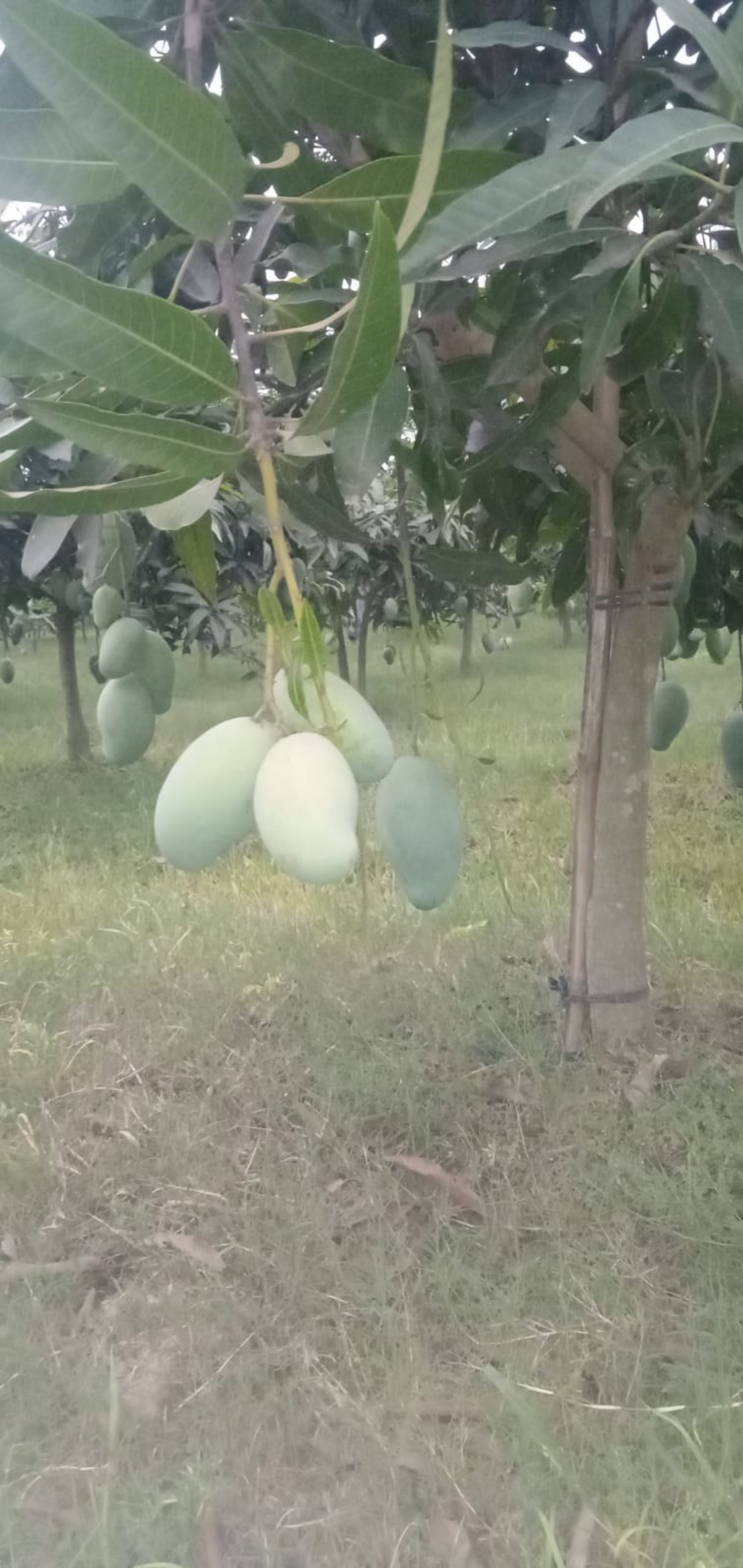 আম্রপালি আম